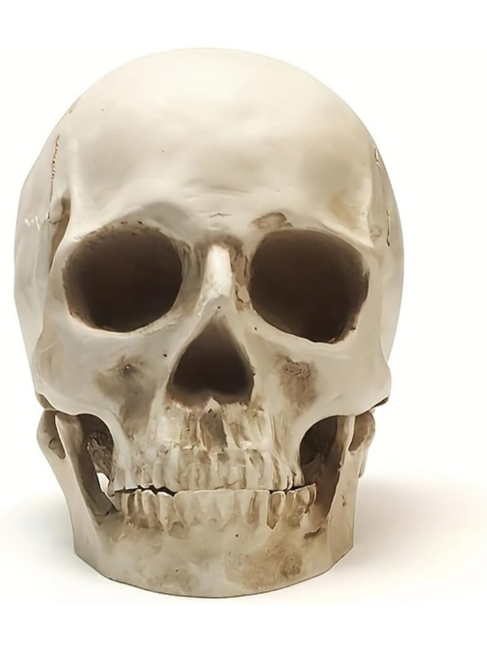 🎃Halloween Statue Bone Model Human Head Home Decoration Medical Skeleton White